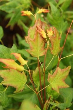 Mitsuba Yama Japanese Maple - 5 Gallon Pot 10 Mitsuba Yama Japanese Maple - 5 Gallon Pot -Garden & Outdoor Sale Shop Japanese Maple Mitsuba Yama 1