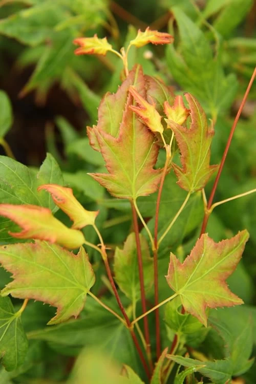 Mitsuba Yama Japanese Maple - 5 Gallon Pot 6 Mitsuba Yama Japanese Maple - 5 Gallon Pot - Image 4