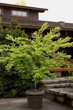 Mitsuba Yama Japanese Maple - 5 Gallon Pot 11 Mitsuba Yama Japanese Maple - 5 Gallon Pot -Garden & Outdoor Sale Shop Japanese Maple Mitsuba Yama 3