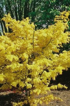 Orange Dream Japanese Maple - 3 Gallon Pot -Garden & Outdoor Sale Shop Japanese Maple Orange Dream 10 1