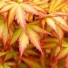 Orange Dream Japanese Maple - 3 Gallon Pot 1 Orange Dream Japanese Maple - 3 Gallon Pot -Garden & Outdoor Sale Shop Japanese Maple Orange Dream 500x750 2
