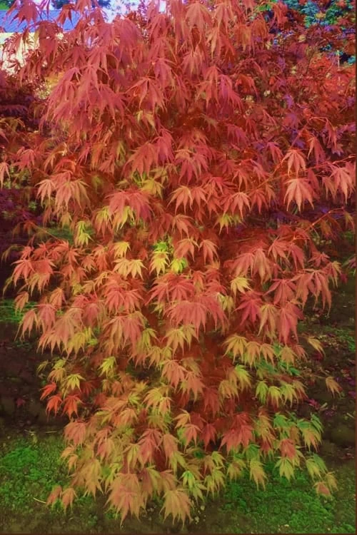 Orange Flame Japanese Maple - 3 Gallon Pot 3 Orange Flame Japanese Maple - 3 Gallon Pot