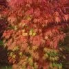 Orange Flame Japanese Maple - 5 Gallon Pot -Garden & Outdoor Sale Shop Japanese Maple Orange Flame 10 3