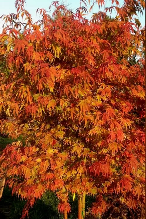 Orange Flame Japanese Maple - 3 Gallon Pot 6 Orange Flame Japanese Maple - 3 Gallon Pot - Image 4