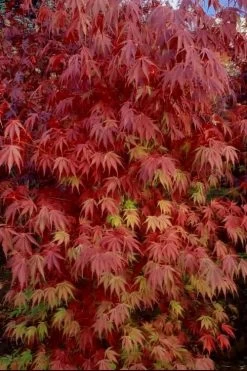Orange Flame Japanese Maple - 2 Gallon Pot 12 Orange Flame Japanese Maple - 2 Gallon Pot -Garden & Outdoor Sale Shop Japanese Maple Orange Flame 13
