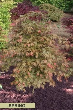 Orange Flame Japanese Maple - 5 Gallon Pot -Garden & Outdoor Sale Shop Japanese Maple Orange Flame Spring Color 3