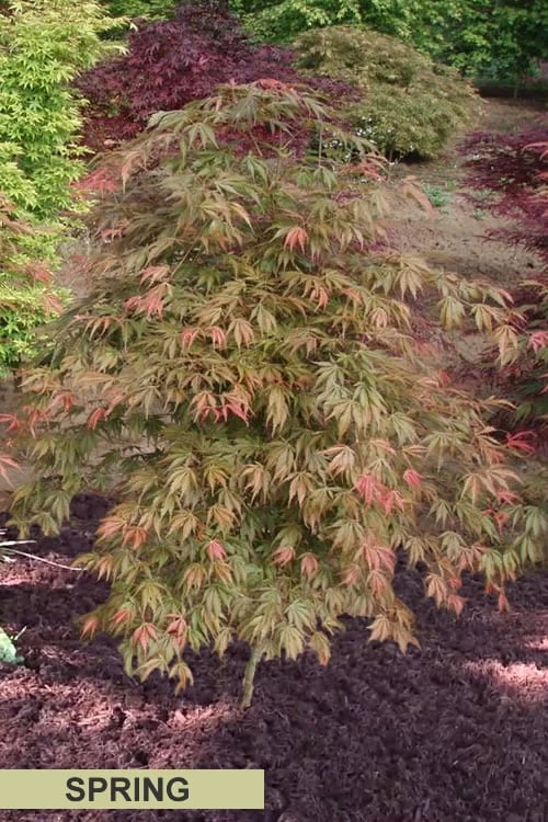 Orange Flame Japanese Maple - 2 Gallon Pot 8 Orange Flame Japanese Maple - 2 Gallon Pot - Image 6