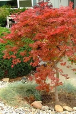 Orangeola Weeping Japanese Maple - 1 Gallon Pot -Garden & Outdoor Sale Shop Japanese Maple Orangeola 1 1