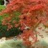 Orangeola Weeping Japanese Maple (High Graft Tree) - 3 Gallon Pot -Garden & Outdoor Sale Shop Japanese Maple Orangeola 1