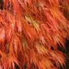 Orangeola Weeping Japanese Maple - 1 Gallon Pot -Garden & Outdoor Sale Shop Japanese Maple Orangeola 2 1