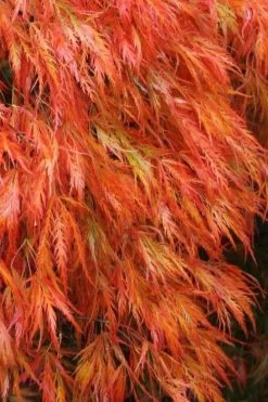 Orangeola Weeping Japanese Maple (High Graft Tree) - 3 Gallon Pot 10 Orangeola Weeping Japanese Maple (High Graft Tree) - 3 Gallon Pot -Garden & Outdoor Sale Shop Japanese Maple Orangeola 2