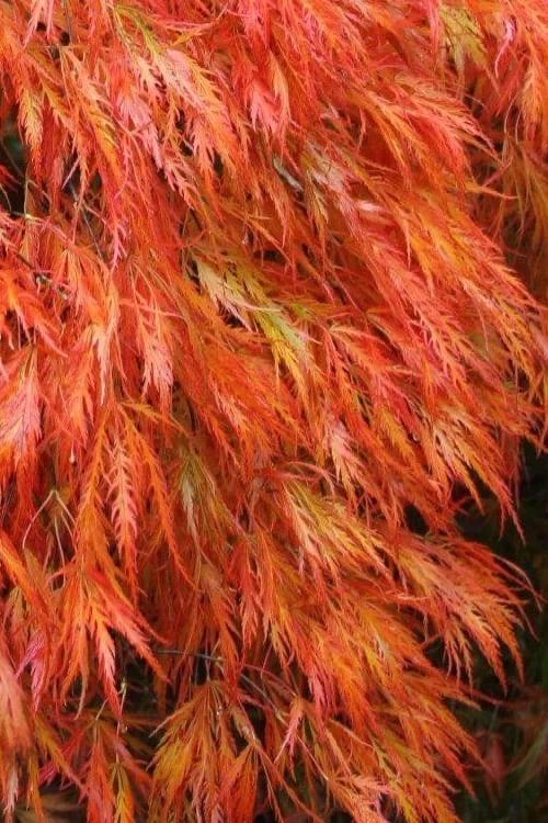 Orangeola Weeping Japanese Maple (High Graft Tree) - 3 Gallon Pot 6 Orangeola Weeping Japanese Maple (High Graft Tree) - 3 Gallon Pot - Image 4