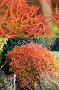 Orangeola Weeping Japanese Maple - 1 Gallon Pot -Garden & Outdoor Sale Shop Japanese Maple Orangeola 3 1