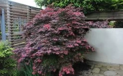 Oregon Sunset Japanese Maple (Acer Palmatum) - 3 Gallon Pot -Garden & Outdoor Sale Shop Japanese Maple Oregon Sunset 1