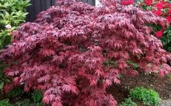 Oregon Sunset Japanese Maple (Acer Palmatum) - 3 Gallon Pot -Garden & Outdoor Sale Shop Japanese Maple Oregon Sunset 4