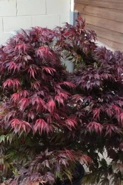 Oregon Sunset Japanese Maple (Acer Palmatum) - 3 Gallon Pot -Garden & Outdoor Sale Shop Japanese Maple Oregon Sunset 5