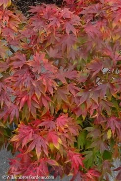 Oregon Sunset Japanese Maple (Acer Palmatum) - 3 Gallon Pot -Garden & Outdoor Sale Shop Japanese Maple Oregon Sunset 9