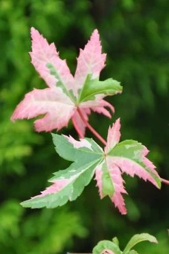 Orido Nishiki Pink Variegated Japanese Maple - 5 Gallon Pot -Garden & Outdoor Sale Shop Japanese Maple Orido Nishiki 1