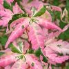 Orido Nishiki Pink Variegated Japanese Maple - 5 Gallon Pot -Garden & Outdoor Sale Shop Japanese Maple Orido Nishiki 3