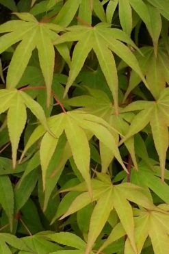 Osakazuki Japanese Maple - 5 Gallon Pot 14 Osakazuki Japanese Maple - 5 Gallon Pot -Garden & Outdoor Sale Shop Japanese Maple Osakazuki 5