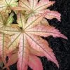 Peaches And Cream Japanese Maple - 3 Gallon Pot -Garden & Outdoor Sale Shop Japanese Maple Peaches And Cream 6 2