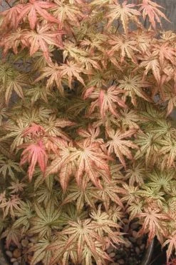 Peaches And Cream Japanese Maple - 1 Gallon Pot 14 Peaches And Cream Japanese Maple - 1 Gallon Pot -Garden & Outdoor Sale Shop Japanese Maple Peaches And Cream 8 1