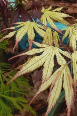 Peaches And Cream Japanese Maple - 2 Gallon Pot -Garden & Outdoor Sale Shop Japanese Maple Peaches And Cream 9