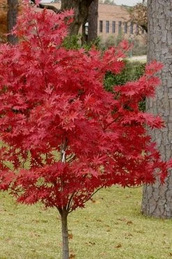 Pixie Dwarf Red Japanese Maple - 5 Gallon Pot -Garden & Outdoor Sale Shop Japanese Maple Pixie Dwarf 10