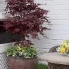 Pixie Dwarf Red Japanese Maple - 3 Gallon Pot -Garden & Outdoor Sale Shop Japanese Maple Pixie Dwarf 5 1