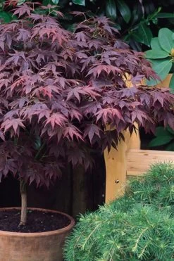 Pixie Dwarf Red Japanese Maple - 5 Gallon Pot -Garden & Outdoor Sale Shop Japanese Maple Pixie Dwarf 6