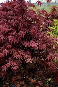 Pixie Dwarf Red Japanese Maple - 5 Gallon Pot -Garden & Outdoor Sale Shop Japanese Maple Pixie Dwarf 9
