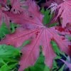 Purple Ghost Japanese Maple - 3 Gallon Pot -Garden & Outdoor Sale Shop Japanese Maple Purple Ghost 1