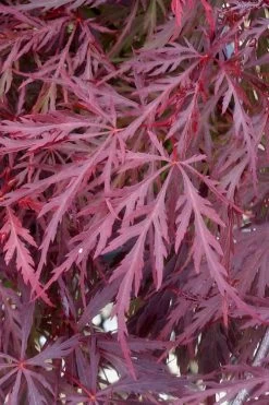 Red Dragon Dwarf Japanese Maple - 5 Gallon Pot 15 Red Dragon Dwarf Japanese Maple - 5 Gallon Pot -Garden & Outdoor Sale Shop Japanese Maple Red Dragon 11