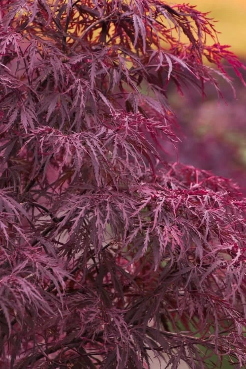 Red Dragon Dwarf Japanese Maple - 5 Gallon Pot 3 Red Dragon Dwarf Japanese Maple - 5 Gallon Pot