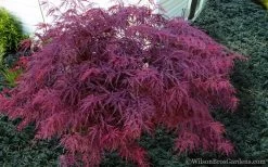 Red Dragon Dwarf Japanese Maple - 2 Gallon Pot -Garden & Outdoor Sale Shop Japanese Maple Red Dragon 21 2
