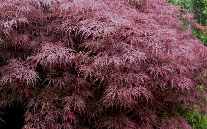 Red Dragon Dwarf Japanese Maple - 3 Gallon Pot 9 Red Dragon Dwarf Japanese Maple - 3 Gallon Pot - Image 7