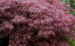 Red Dragon Dwarf Japanese Maple - 2 Gallon Pot -Garden & Outdoor Sale Shop Japanese Maple Red Dragon 3 2