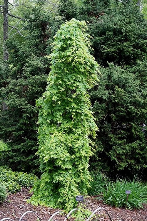 Ryusen Weeping Japanese Maple - 3 Gallon Pot 9 Ryusen Weeping Japanese Maple - 3 Gallon Pot - Image 7