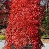 Ryusen Weeping Japanese Maple - 3 Gallon Pot