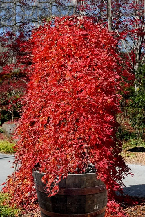 Ryusen Weeping Japanese Maple - 3 Gallon Pot 3 Ryusen Weeping Japanese Maple - 3 Gallon Pot