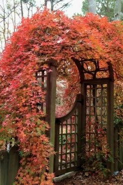 Ryusen Weeping Japanese Maple - 3 Gallon Pot 13 Ryusen Weeping Japanese Maple - 3 Gallon Pot -Garden & Outdoor Sale Shop Japanese Maple Ryusen 2