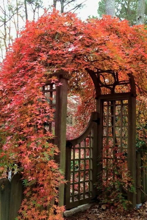 Ryusen Weeping Japanese Maple - 3 Gallon Pot 6 Ryusen Weeping Japanese Maple - 3 Gallon Pot - Image 4