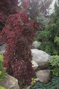 Ryusen Weeping Japanese Maple - 3 Gallon Pot 14 Ryusen Weeping Japanese Maple - 3 Gallon Pot -Garden & Outdoor Sale Shop Japanese Maple Ryusen 5