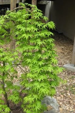 Ryusen Weeping Japanese Maple - 3 Gallon Pot 15 Ryusen Weeping Japanese Maple - 3 Gallon Pot -Garden & Outdoor Sale Shop Japanese Maple Ryusen 6