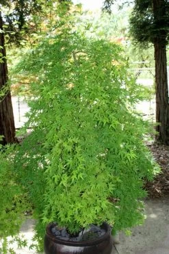 Ryusen Weeping Japanese Maple - 3 Gallon Pot 17 Ryusen Weeping Japanese Maple - 3 Gallon Pot -Garden & Outdoor Sale Shop Japanese Maple Ryusen 8