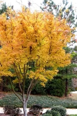 Sango Kaku Coral Bark Japanese Maple - 3 Gallon Pot (7-8') -Garden & Outdoor Sale Shop Japanese Maple Sango Kaku 31