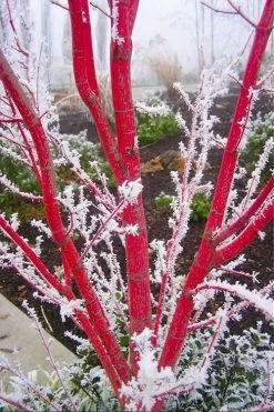 Sango Kaku Coral Bark Japanese Maple - 2 Gallon Pot 15 Sango Kaku Coral Bark Japanese Maple - 2 Gallon Pot -Garden & Outdoor Sale Shop Japanese Maple Sango Kaku Coral Bark 500x750 2