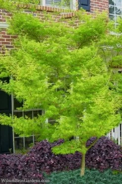 Seiryu Japanese Maple - 2 Gallon Pot 15 Seiryu Japanese Maple - 2 Gallon Pot -Garden & Outdoor Sale Shop Japanese Maple Seiryu 23