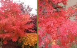Seiryu Japanese Maple - 2 Gallon Pot 14 Seiryu Japanese Maple - 2 Gallon Pot -Garden & Outdoor Sale Shop Japanese Maple Seiryu Fall Color