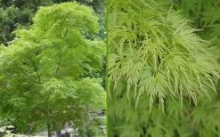 Seiryu Japanese Maple - 1 Gallon Pot 17 Seiryu Japanese Maple - 1 Gallon Pot -Garden & Outdoor Sale Shop Japanese Maple Seiryu Summer Color 2